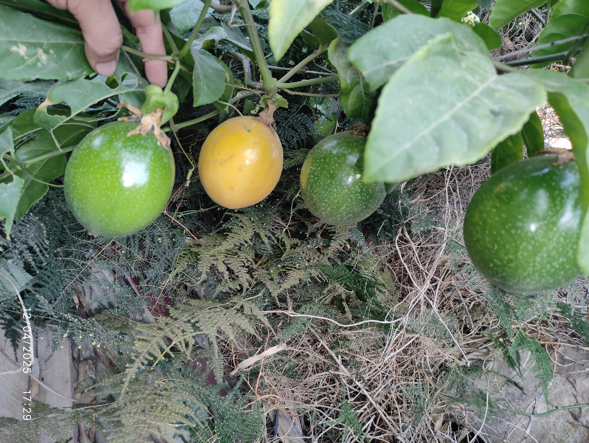 Плоды моей маракуйя. Видно уже спелый среди зелёных 