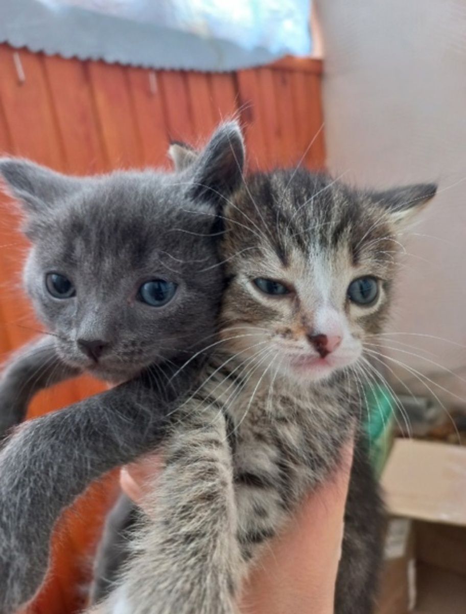 Фото взято из интернета, окрасы котят такие же, но привезли котят по меньше возрастом чем показаны на фото((( кажется те, совсем недавно начали сами есть...