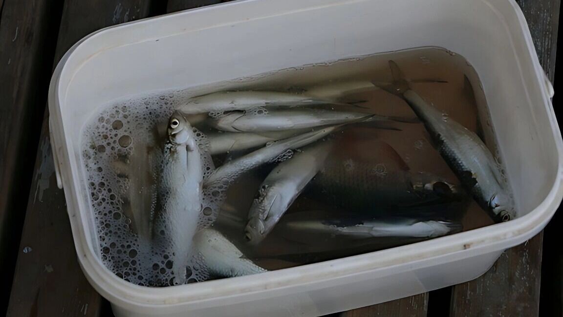     Источник: 1MI