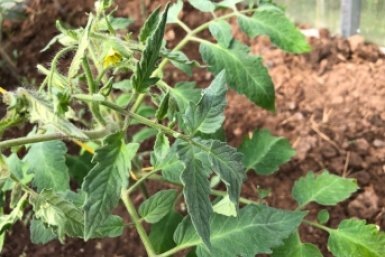 Спасаем рассаду томатов от вытягивания двумя приемами — стебли широкие и мясистые  📷
