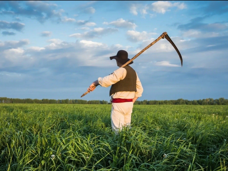 Вот и пришла пора косить.