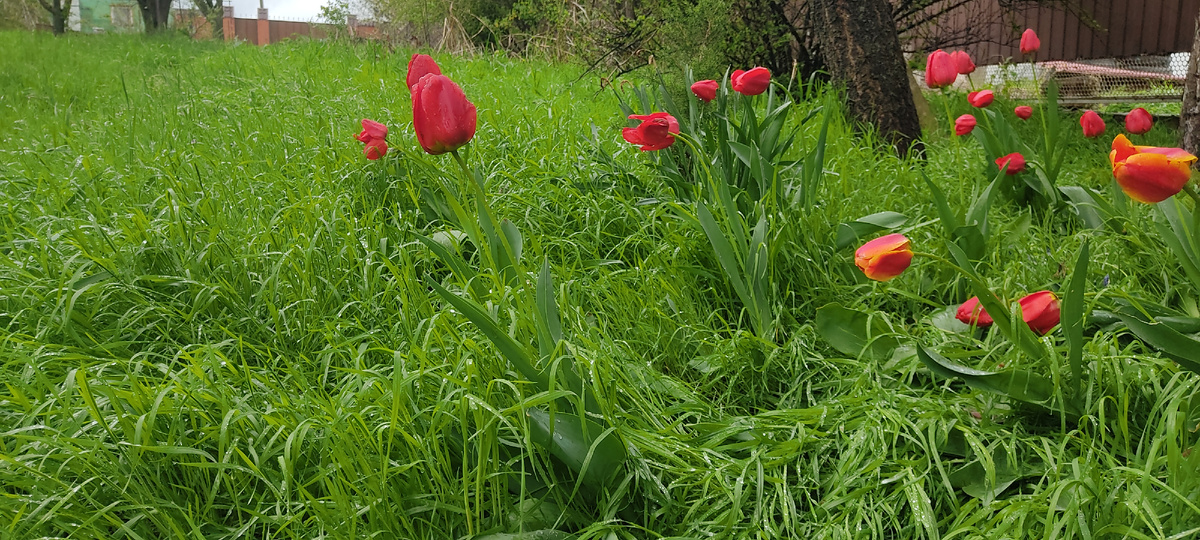 Как всё заросло.