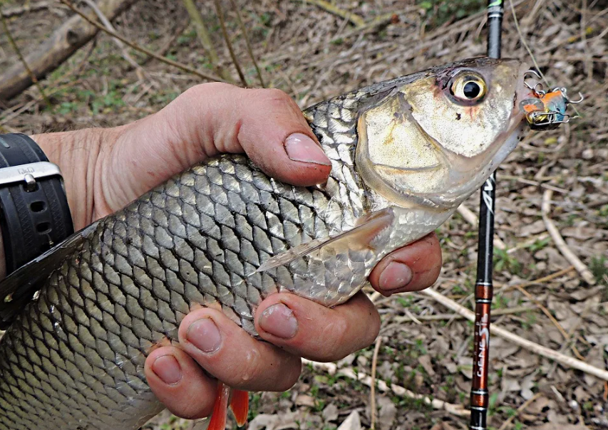 Голавль пойманный на воблер. Источник фото norstream.ru