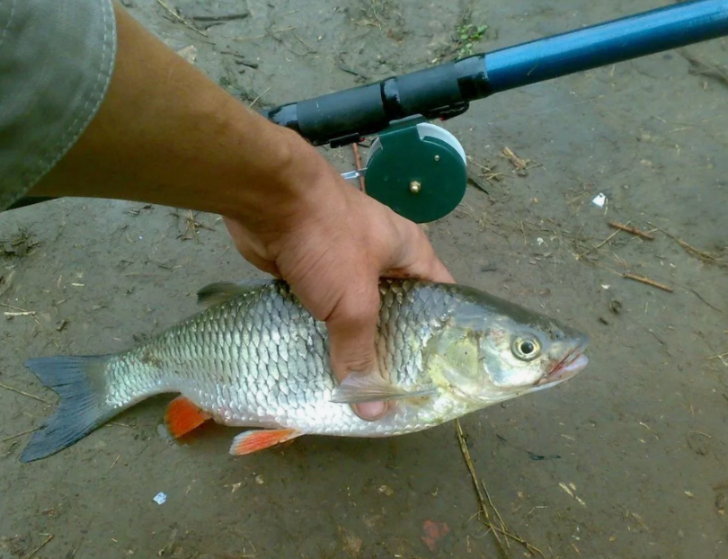 Голавль пойманный на поплавочную удочку. Источник фото velesovik.ru