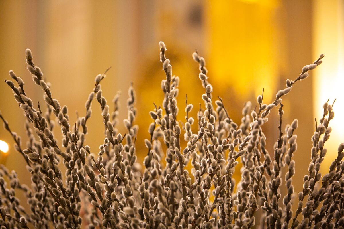    Верба / Источник: rostoveparhia. ru