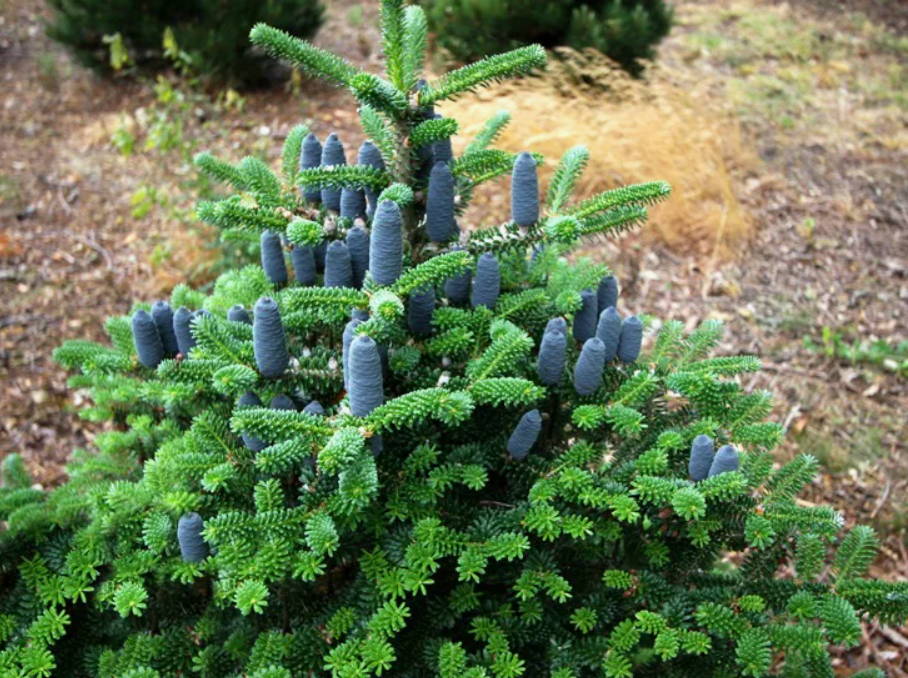 Пихта корейская