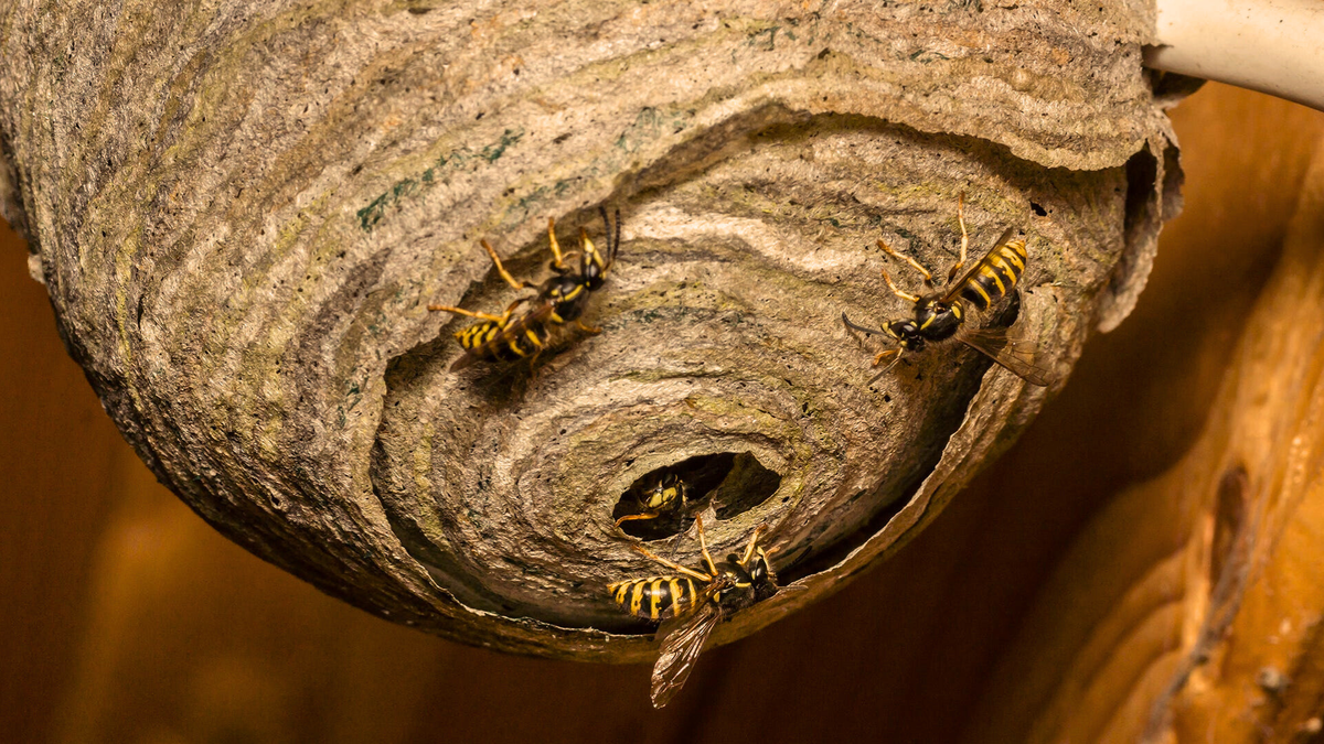 unichtozheniye os na dache