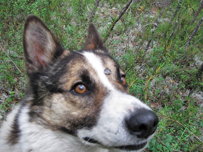 Фотографии Татьяны Немшановой. Бим - герой рассказа. Лайка Западной Сибири ХМАО Югра. В тайге. На осенней охоте с лайкой.