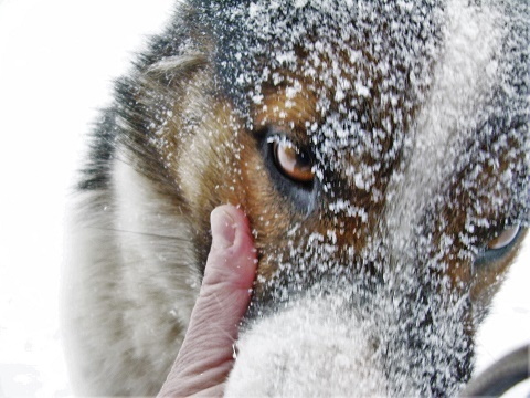 Фотографии Татьяны Немшановой.  Бим - лайка Западной Сибири. Снег. Западная Сибирь, Приполярный Урал, Зауралье, Тайга Крайнего Севера ХМАО Югра. На охоте.