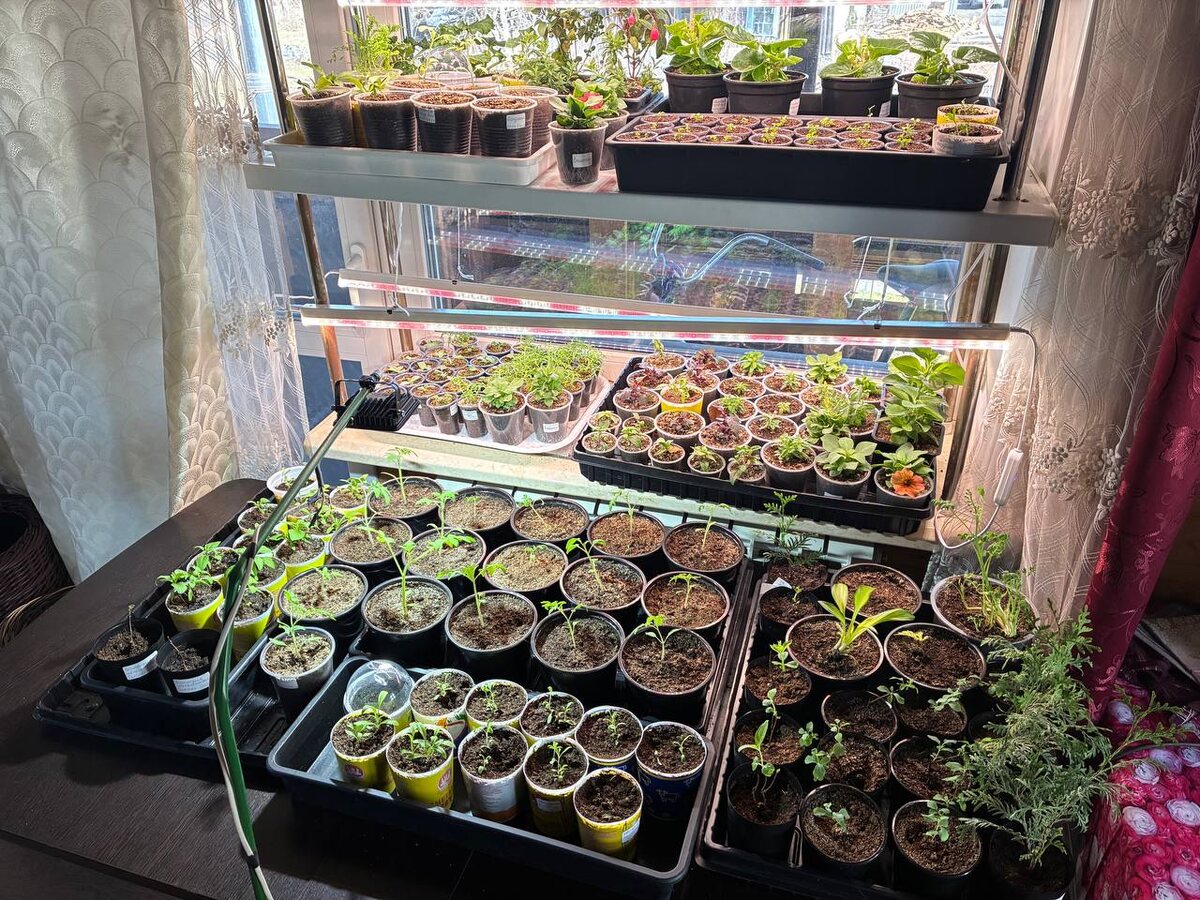 Моя рассада 2025 г