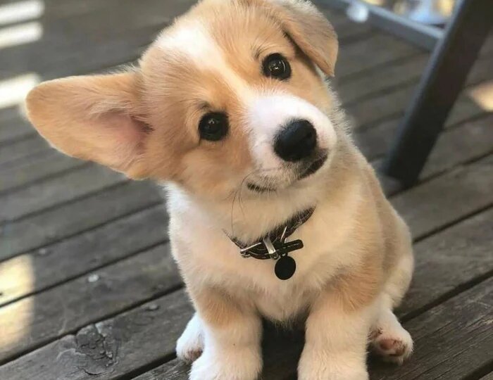 Собаки все такие важнее. Строительство приюта для животных в Новосибирске.