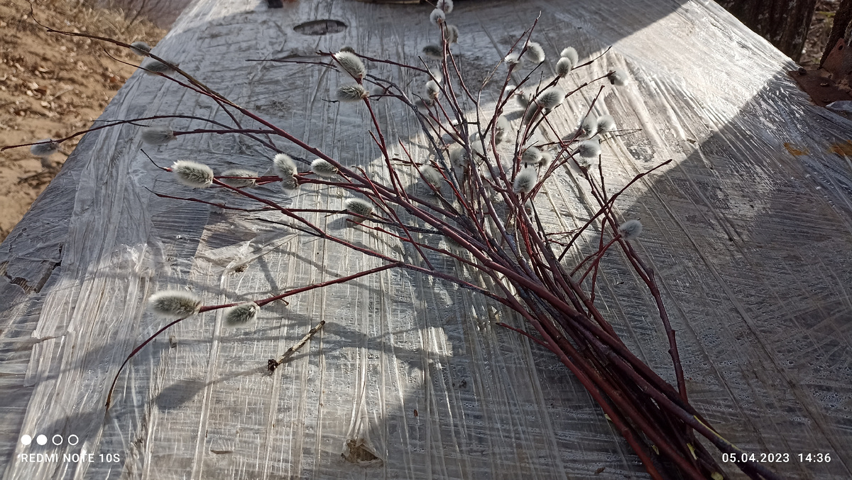 Веточки вербы. Фото автора.