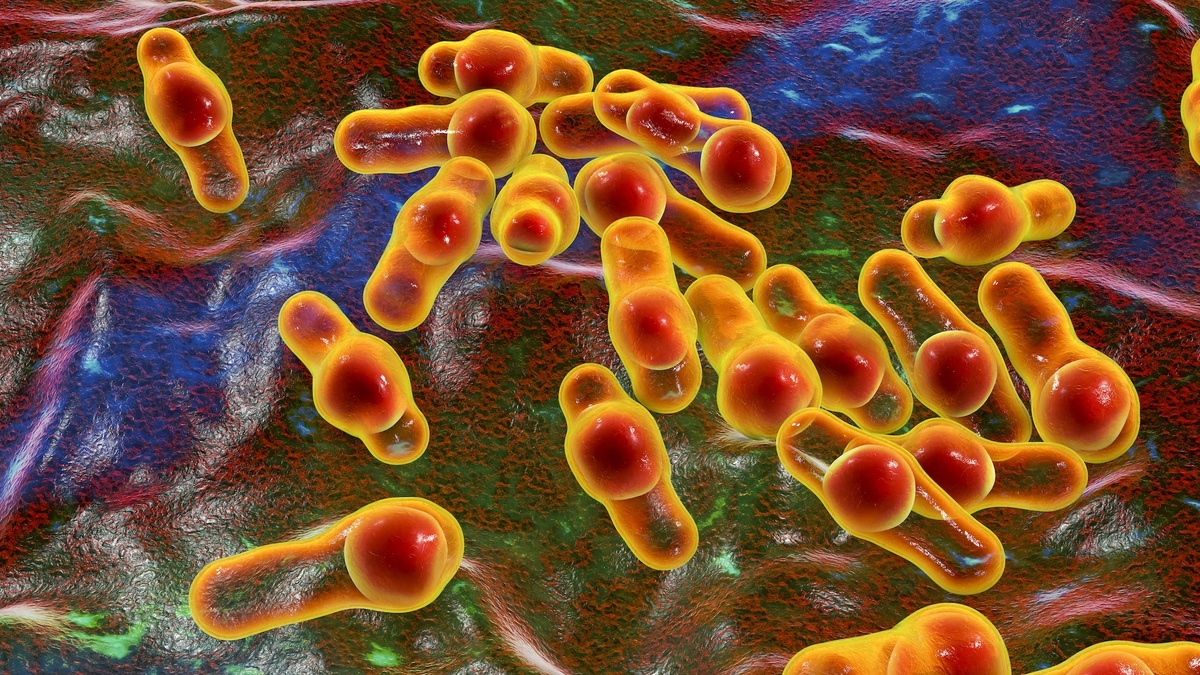    Смертельная инфекция от пробиотика редкий случай или скрытая угроза