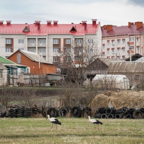     Фото: Дмитрий Резников