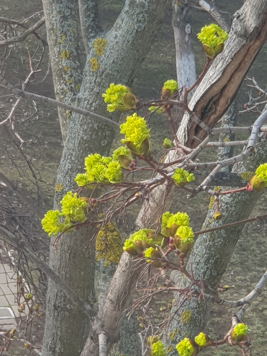 Первые листочки