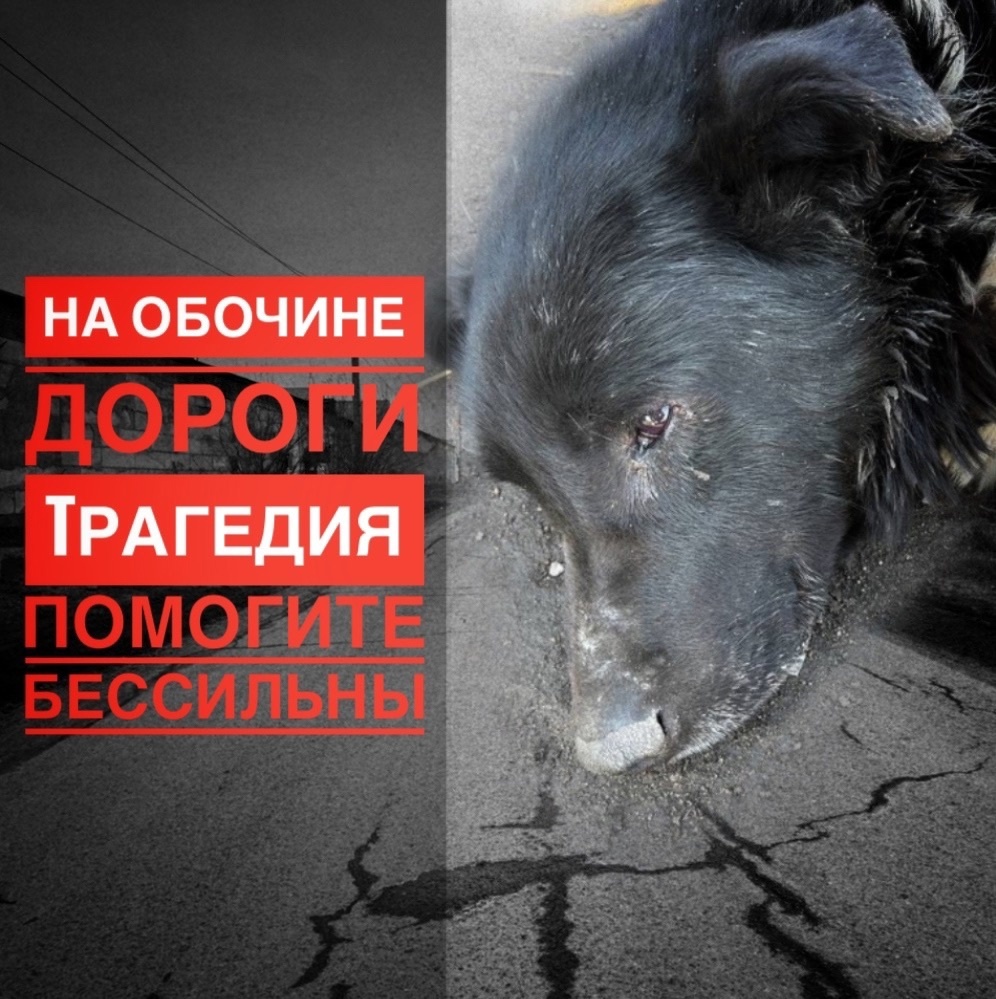 Не бросать же собаку на этой обочине!