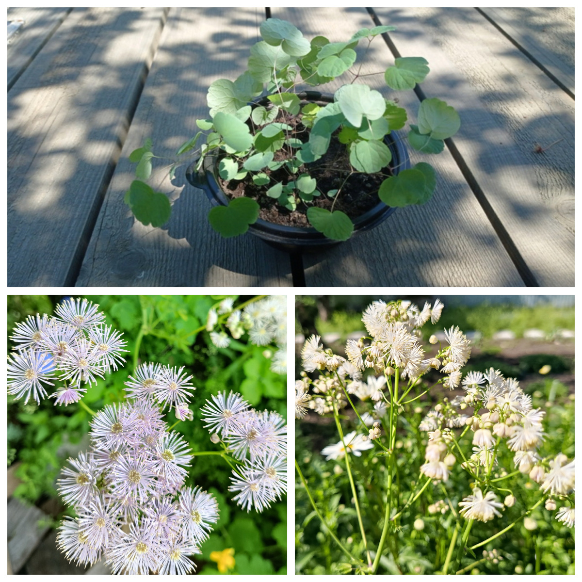 Коллаж автора