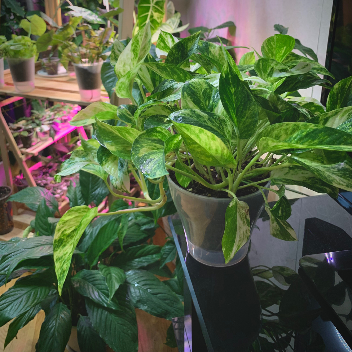 Эпипремнум золотистый