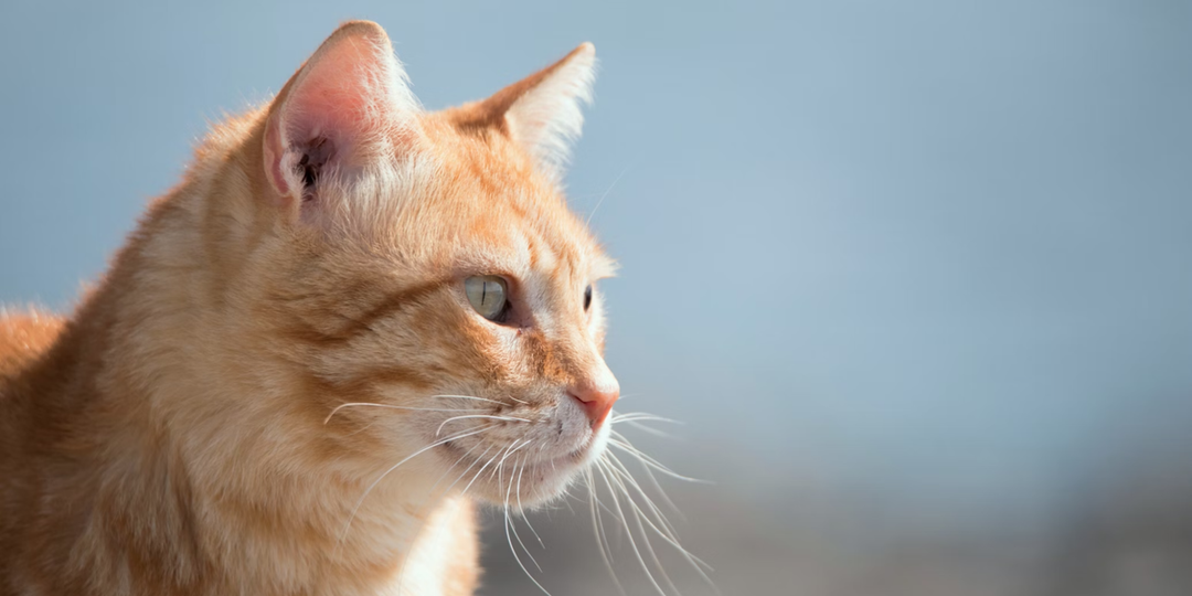 Кот сидел у могилы своего друга-пса — и последовал за ним