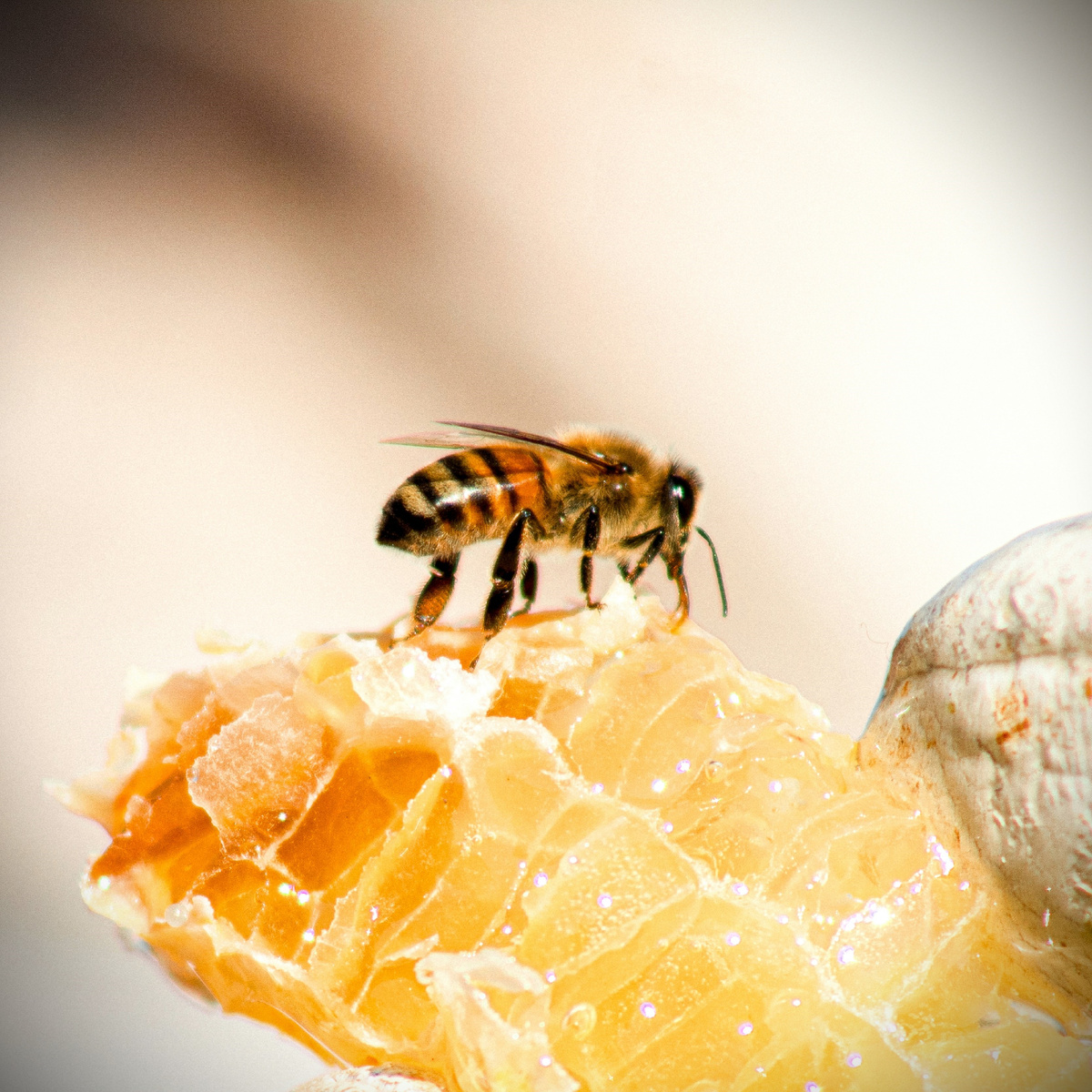 Крафтовый мед