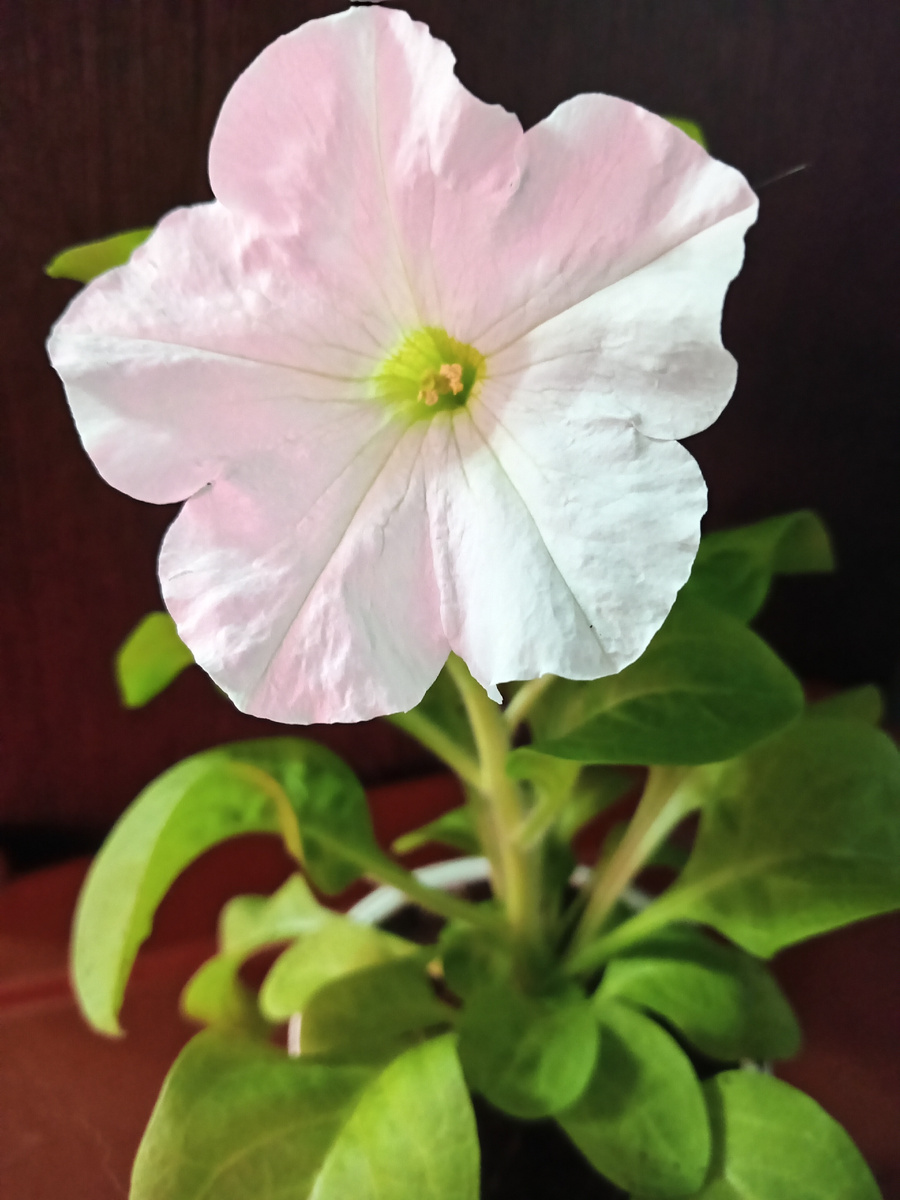 Фото автора. Первый цветочек. 