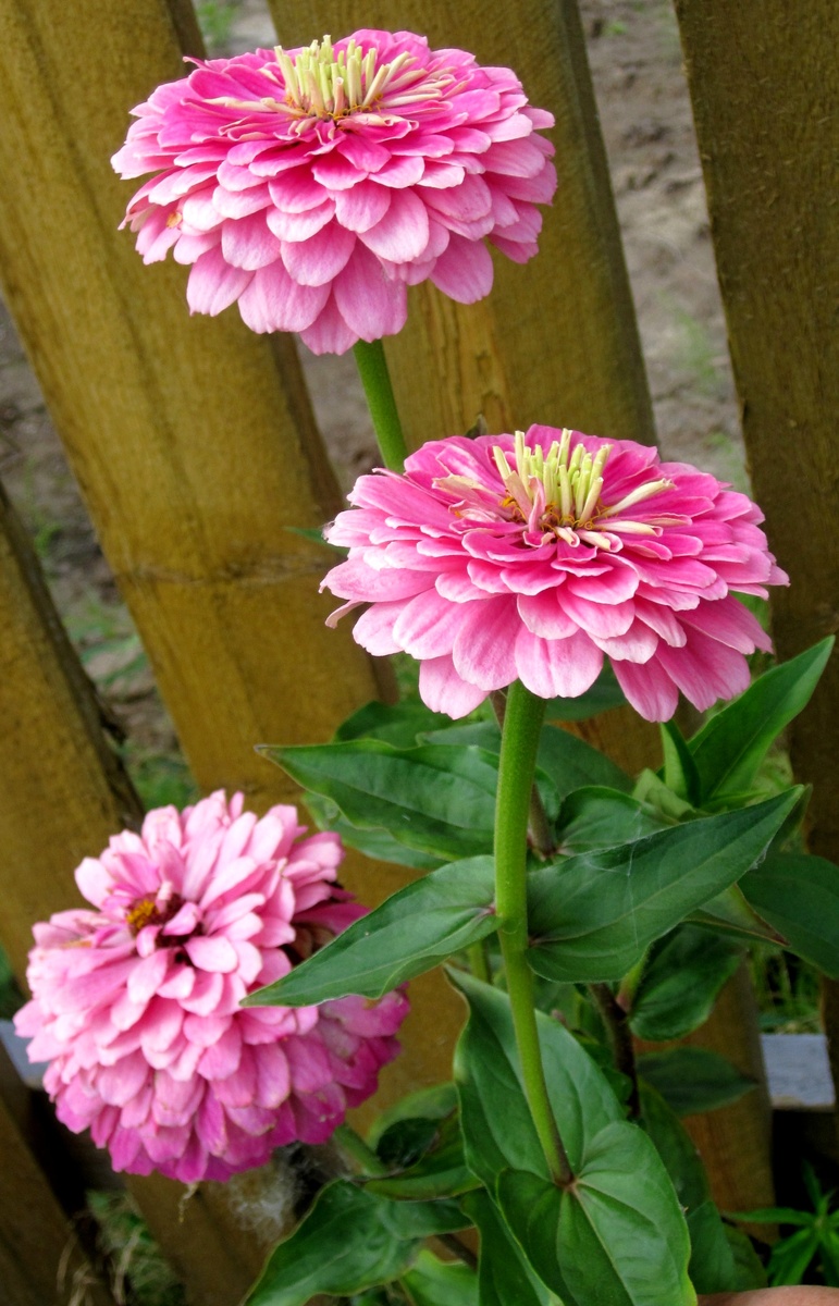 Фото из личного архива автора.