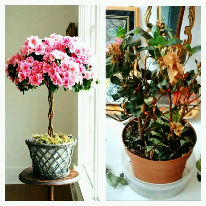 Я цвету или чахну?!