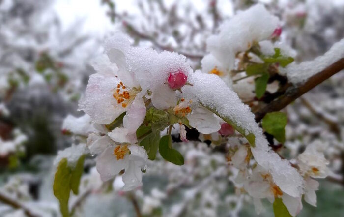 картинка из интернета