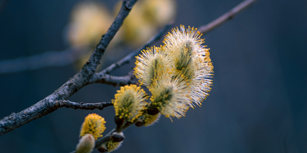 Сказка про Вербное воскресенье