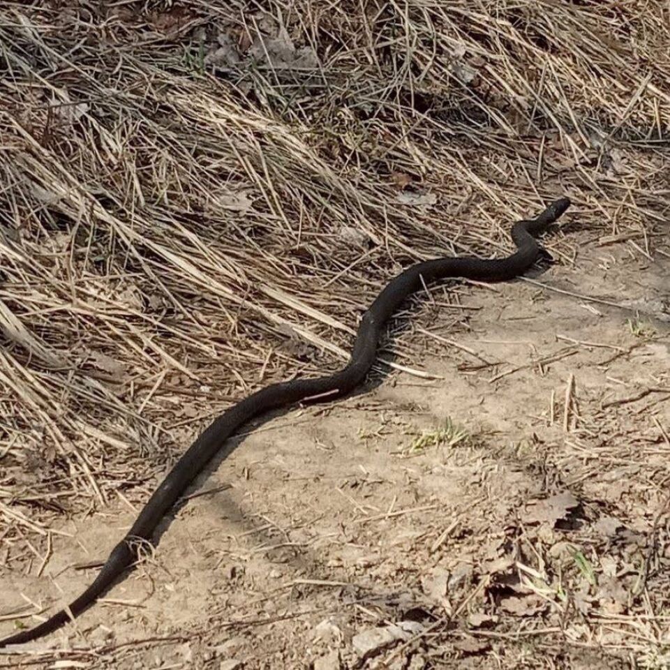    Змеи в Барнауле. Источник: "Подслушано Барнаул"