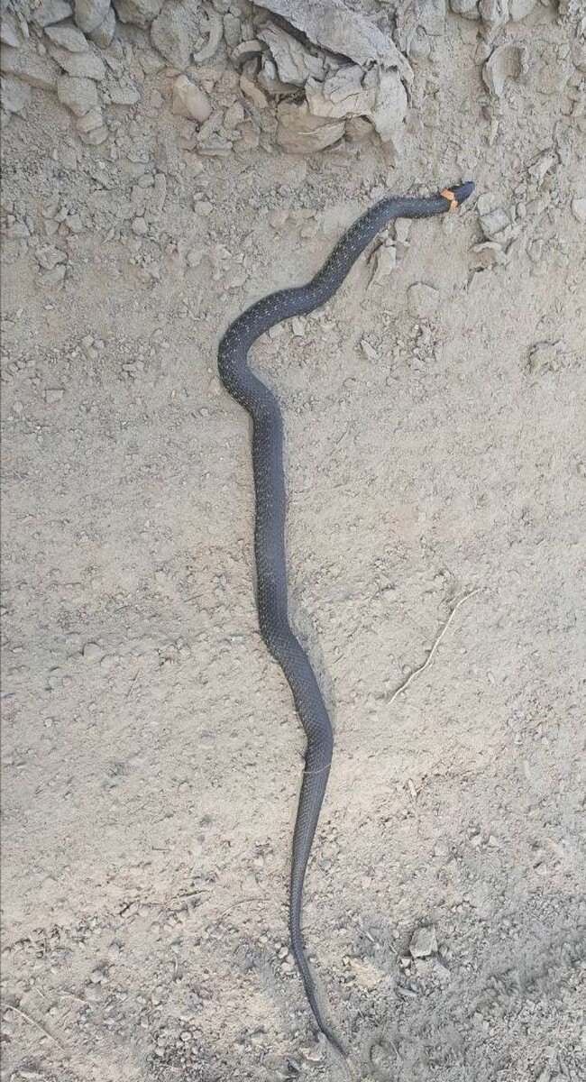    Змеи в Барнауле. Источник: "Подслушано Барнаул"