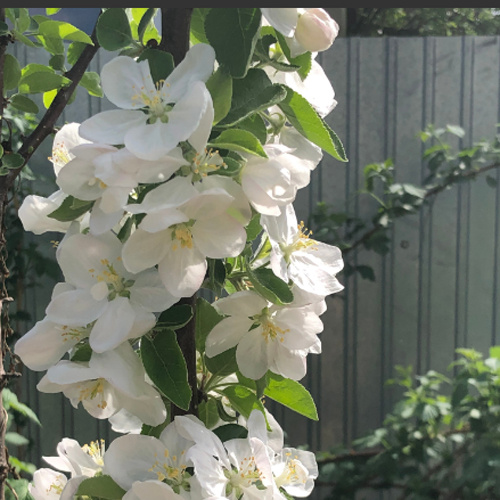 Опрыскивание плодовых деревьев весной