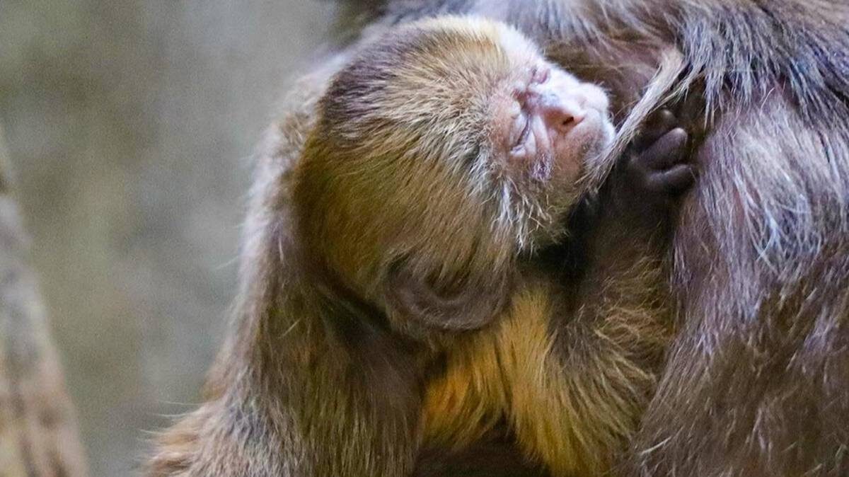    Фото: Пресс-служба Московского зоопарка