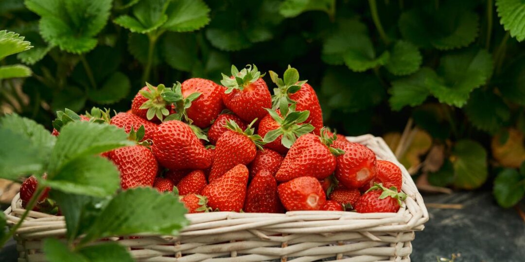 Один стакан золы — и клубника преобразится. Домашний рецепт для суперягод