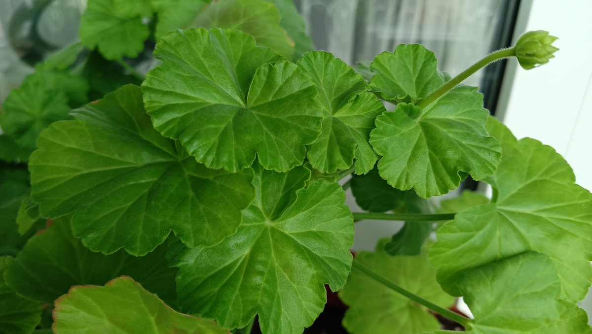 Если сильно начинают желтеть листья,замедляется фотосинтез ,складывается впечатление,что это какая-то болезнь.Иногда причиной пожелтения является естественный отбор.Старение листа наружного органа растения.Который отвечает за Фотосинтез,у них есть свой срок жизни. Грунт скудный,перелив , не долив , сухой воздух в квартире, также если объем горшка маленький,корням тесно, им не где развиваться, начинает сбрасывать листья. Молодые лет до трёх,пересаживаю каждый год. Если на макушке начинают желтеть, значит залюбили, залили,нужно в разы уменьшить полив, если снизу,по краям желтеют ,не хвака питания,таких как хилат железа .И всё же самая распространенная причина оттого, что она растет в одном и том же горшке несколько лет.Грунт засаливается,становится прессованным, корням тесно, не помогают подкормки, поэтому нужно пересаживать почаще,Пеларгония заиграет новыми красками,куст омолодиться.Пеларгония тоже стареет,ствол деревенеет, плохо обеспечивает влагой листья 