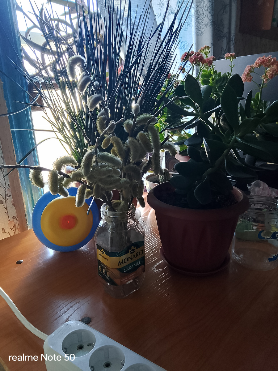 Верба среди моих цветов.