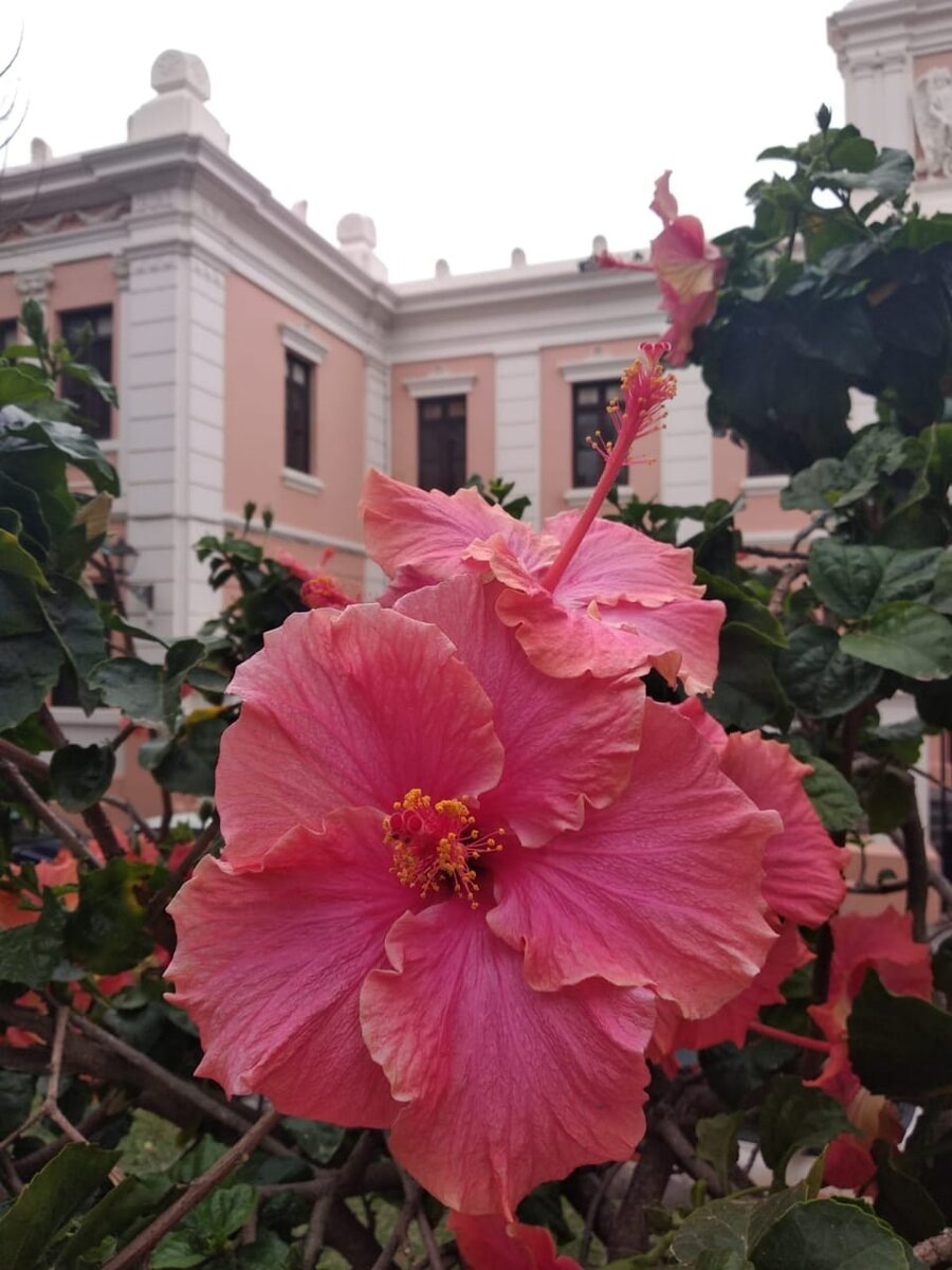 Гибискус. Тенерифе