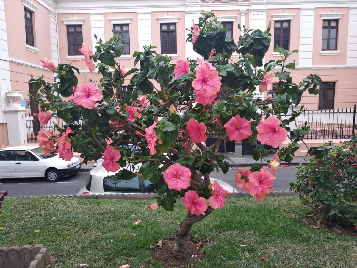 Гибискус.. Тенерифе