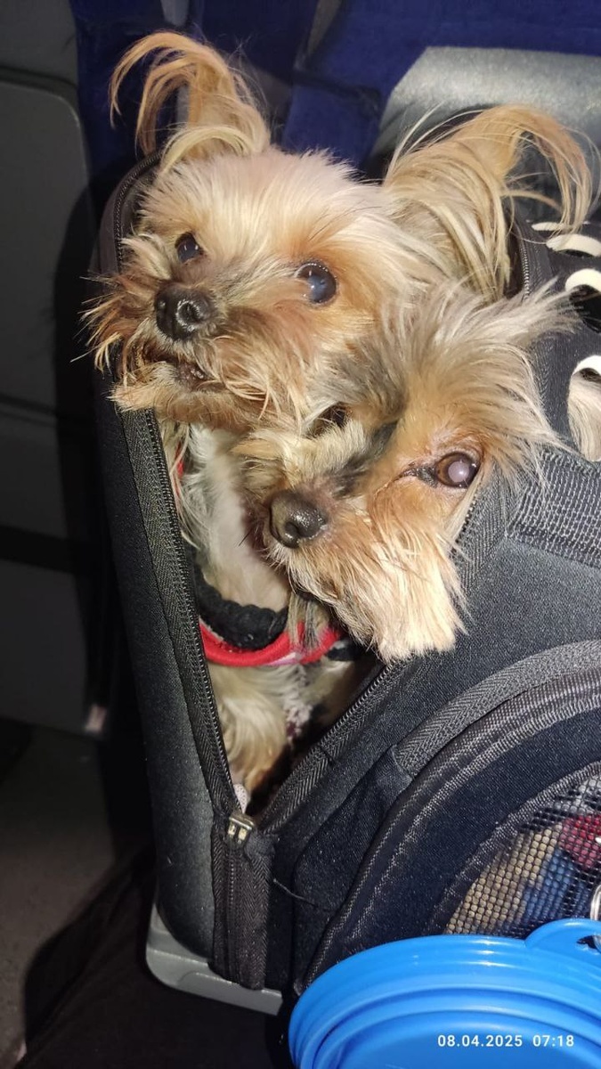 ФИФА и Луша