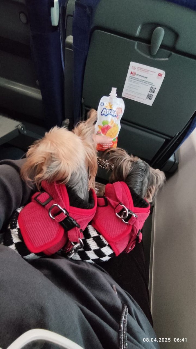 ФИФА и Луша отправились в путешествие 