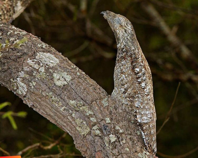 Маскировка. листайте