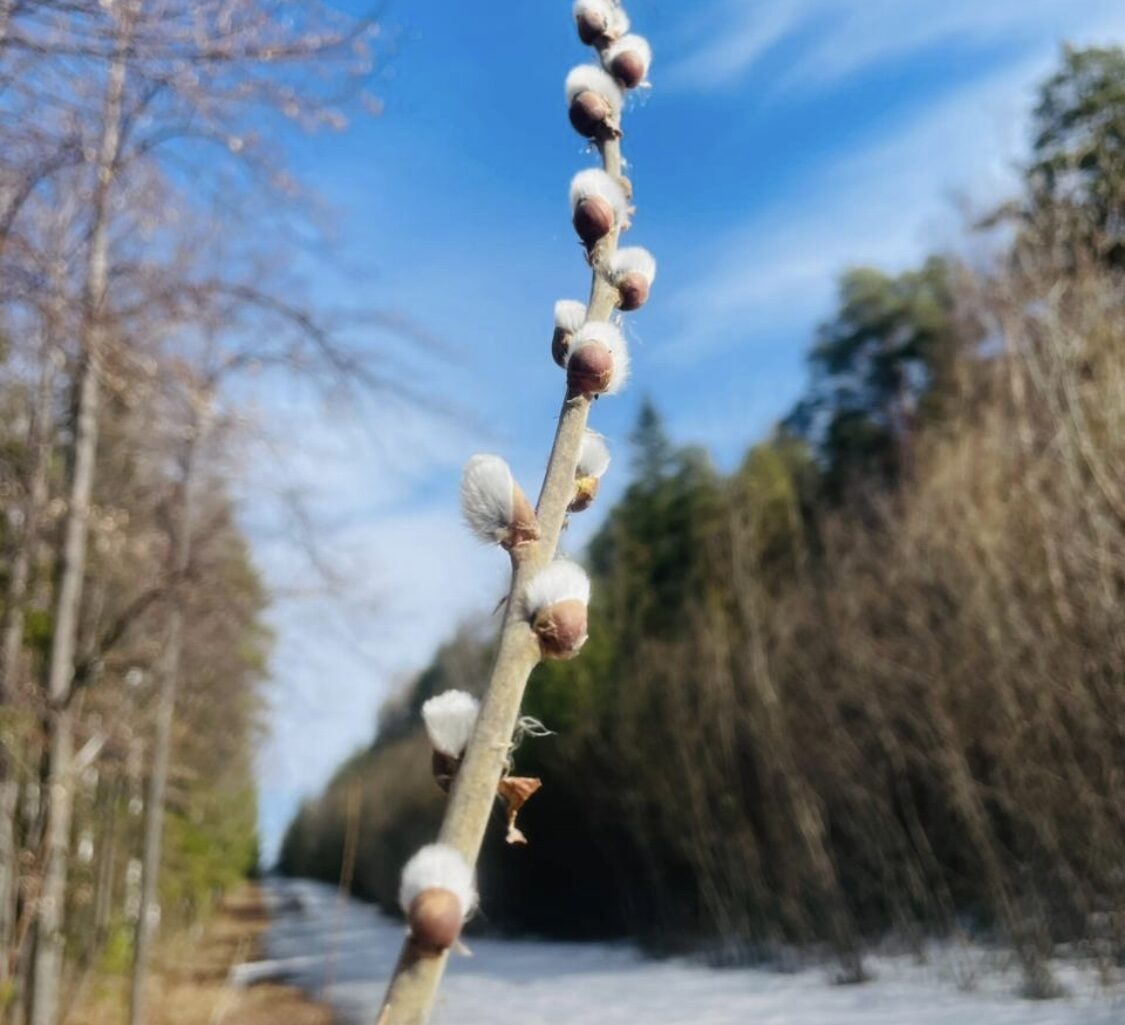 С вербным воскресением!