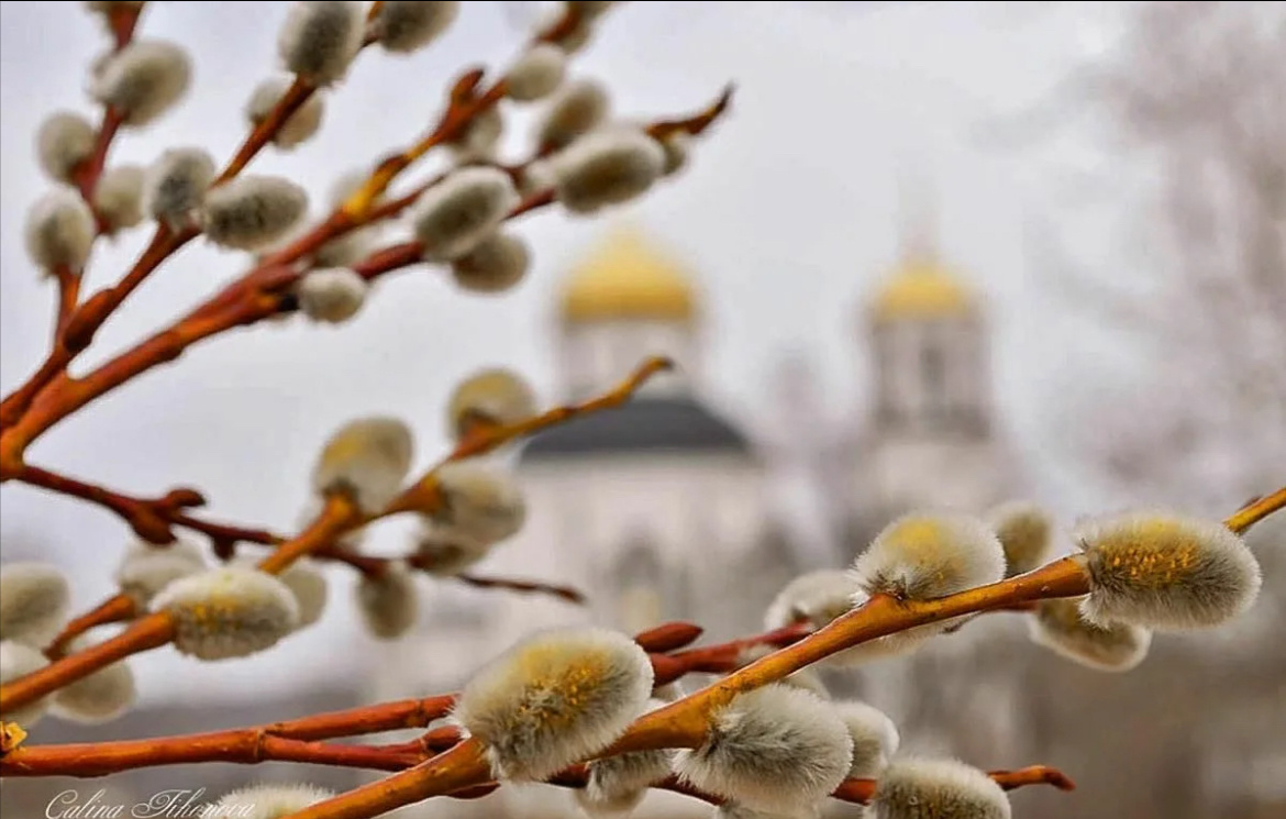 Вербная веточка главная героиня сегодняшнего дня. Фото из сети