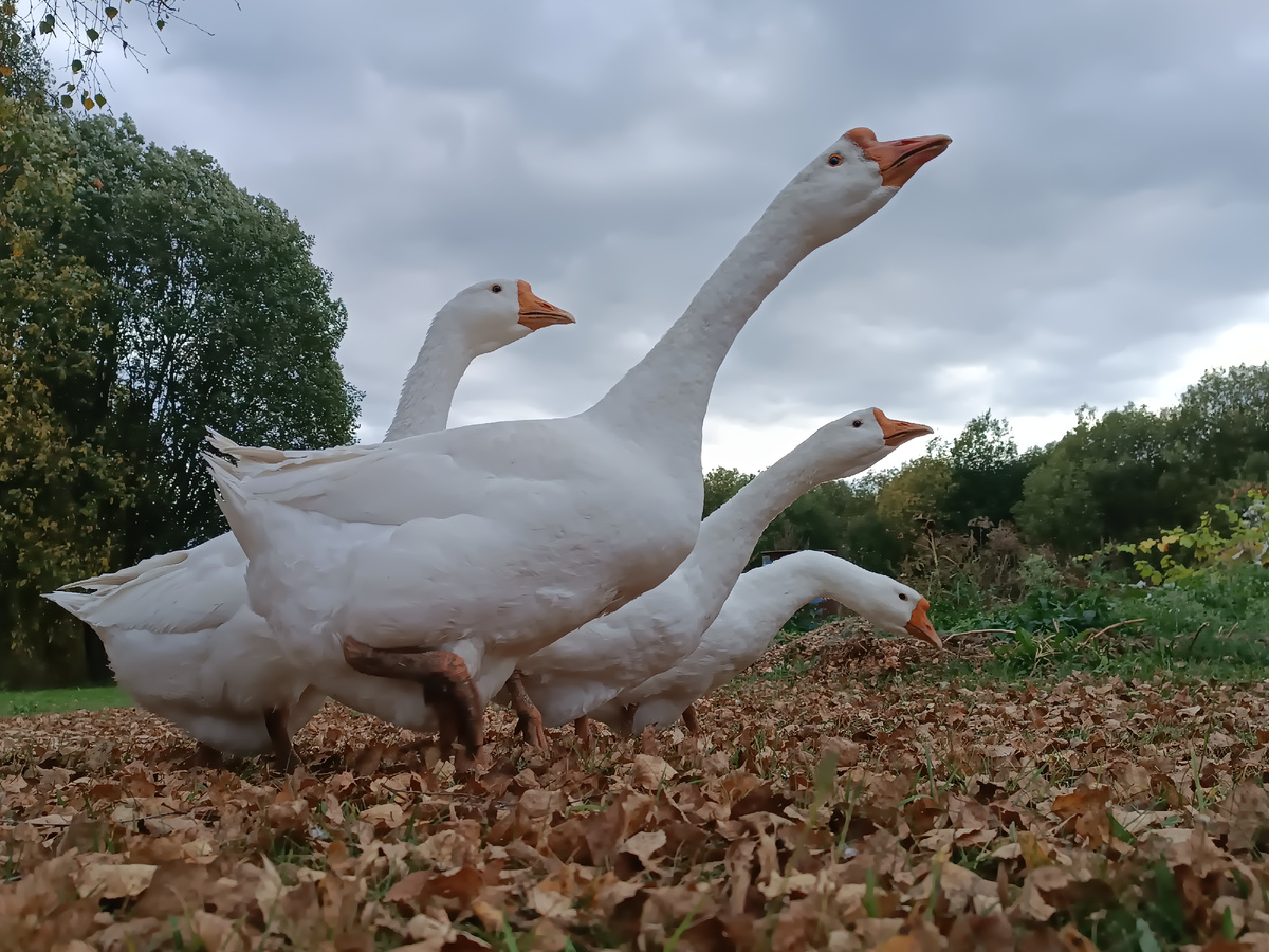 Гусь-горыныч))