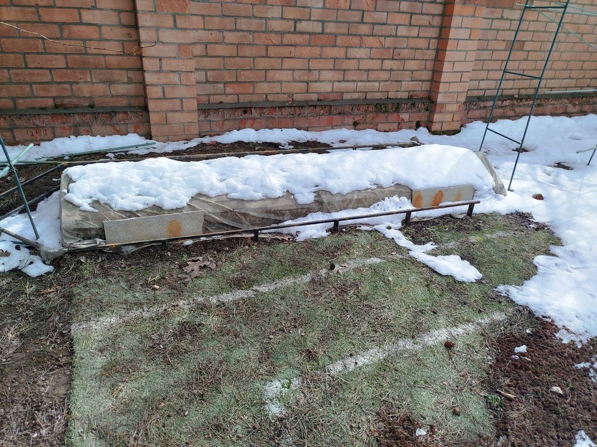 маленький виноградник у дома