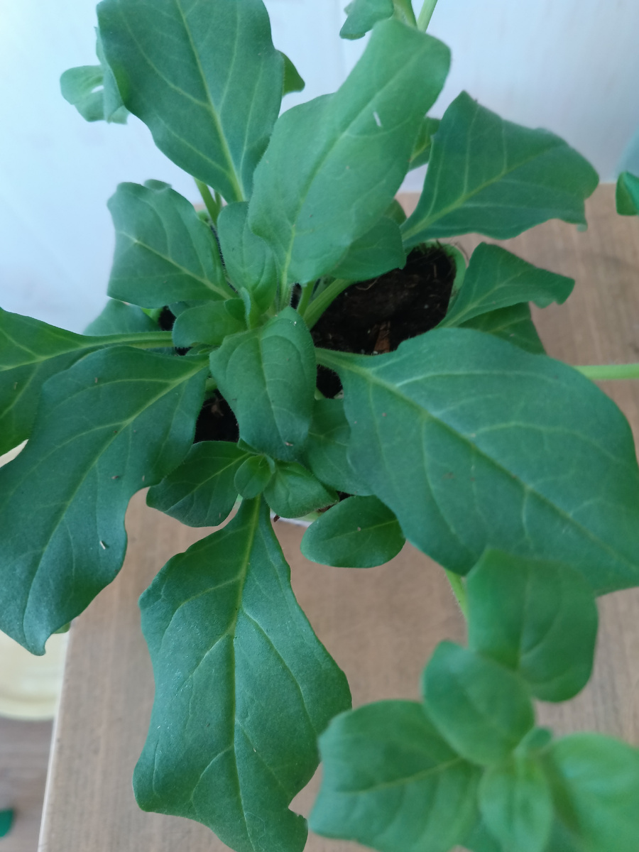 фото автора: саженец тайдала Silver