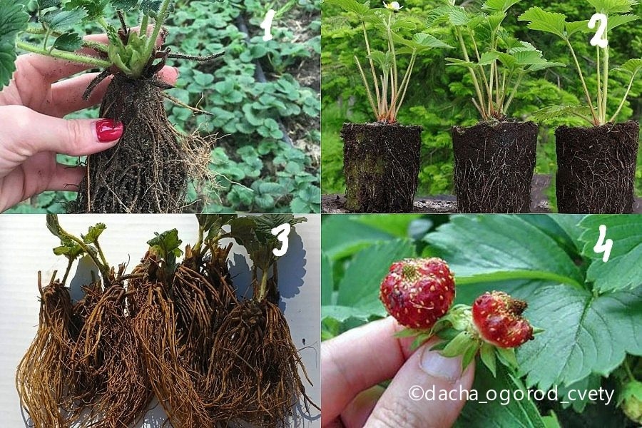 1 — саженцы ОКС, 2 — саженцы ЗКС, 3 — саженцы фриго, 4 — клубника засоритель.