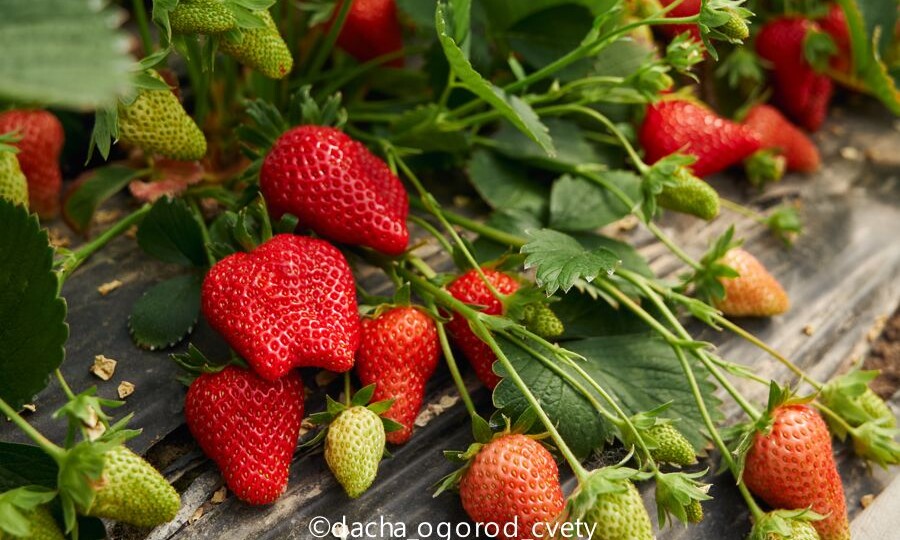 Как выращивать клубнику в своём саду — от А до Я