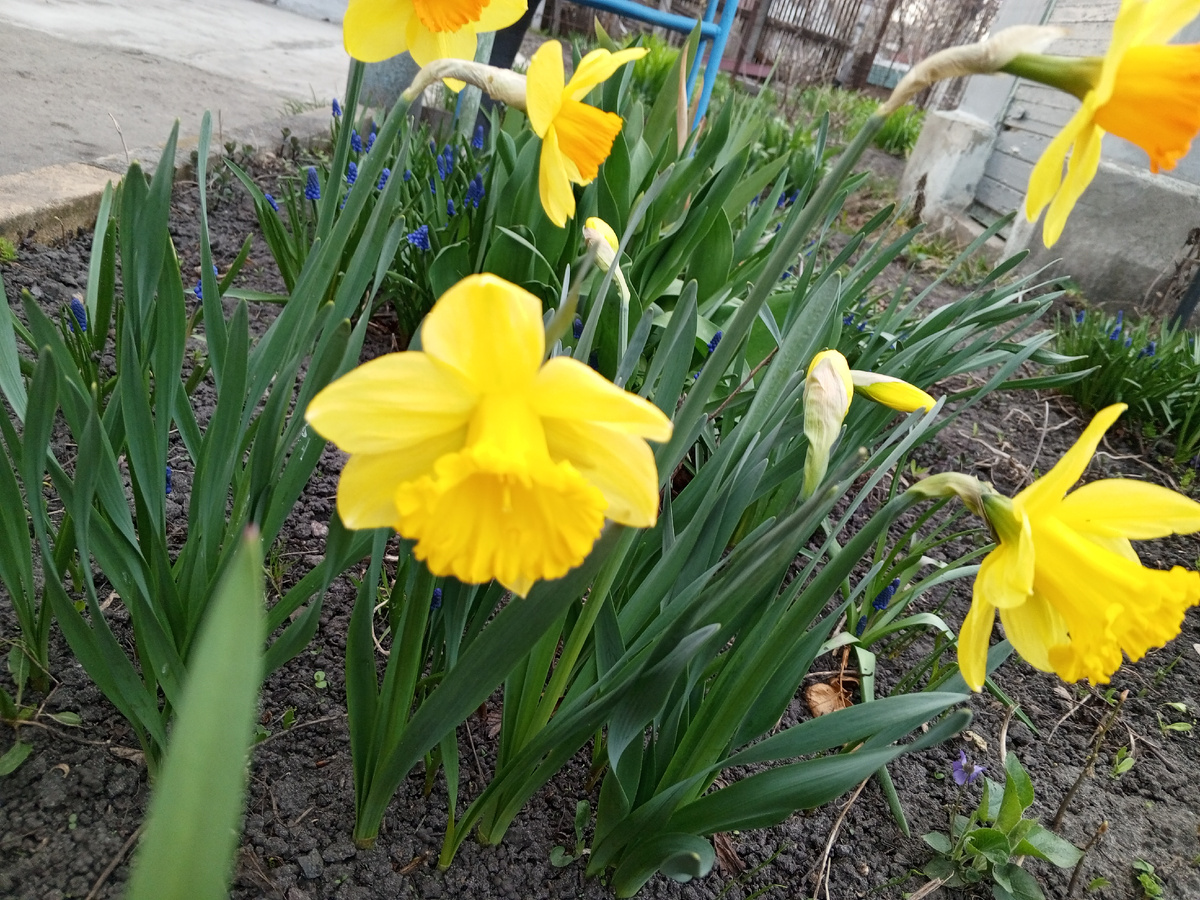 Нарциссы цветут