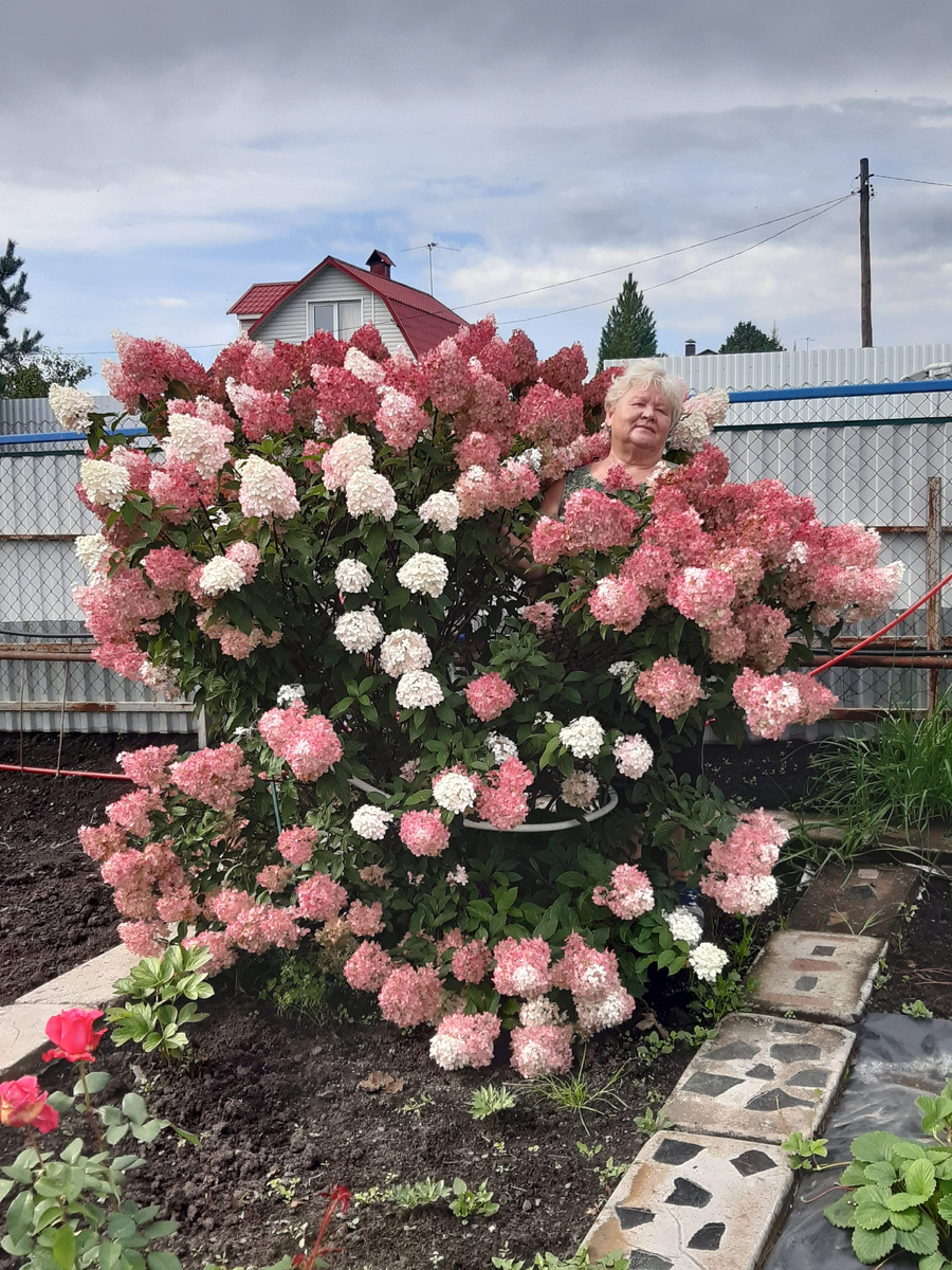 Хочу написать всем Сибирячкам кто хочет любоваться своими гортензия. Не надо резать их особенно с осени, весной убираем соцветия по почку и все. Санитарная обрезка только весной сухих веток. 